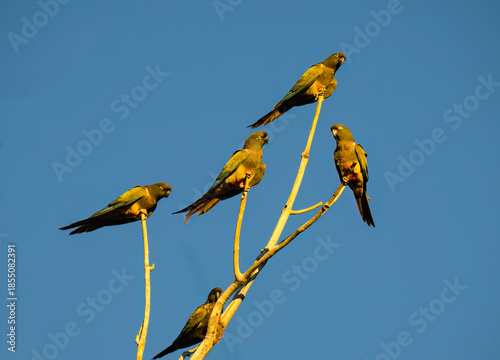 Group of Burrowing Parakeets Perched on Tree Branch Against Clear Sky