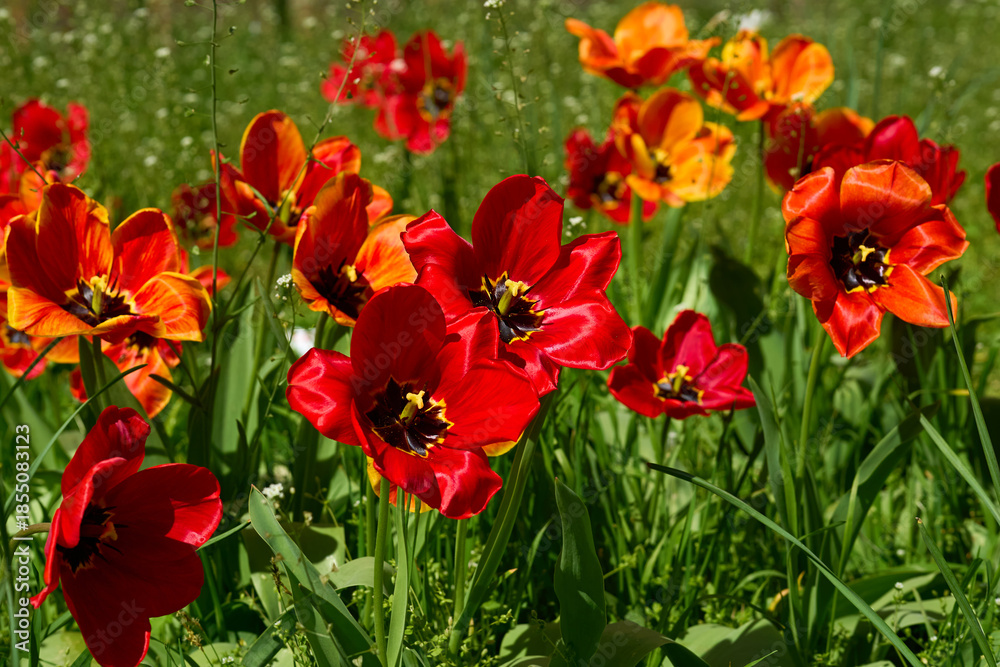 Fototapeta premium Positive spring.Opened head of a red tulip with stamens on lawn