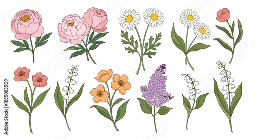 Set of individual hand-drawn flowers including peonies, daisies, and lilac is isolated on a plain white background.