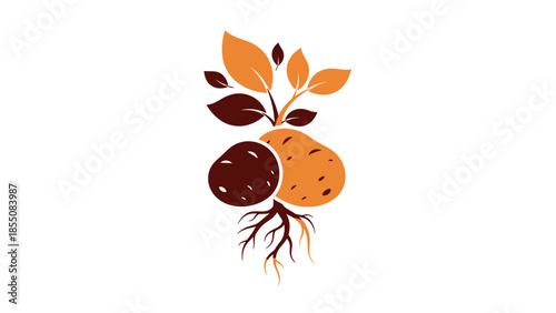 Potato Plant Growing Roots and Leaves - Healthy Organic Food Concept