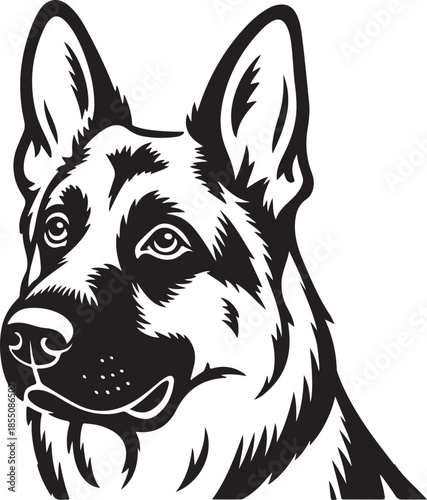 German shepherd dog head portrait showing intelligent expression and pointed alert ears