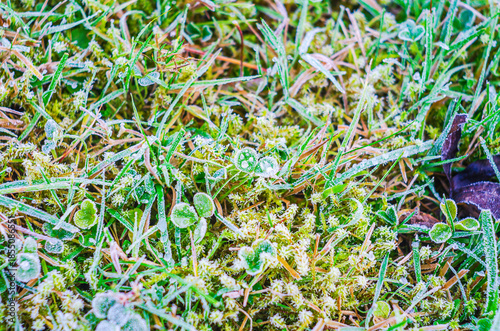 Canvas Print Delicate ice crystals coat blades of grass and small clover plants, highlighting