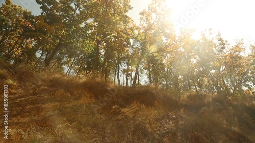 Warm sunlight filters through trees in an Uttarakhand village, showing rural lifestyle, poverty, natural environment, and peaceful mountain life in a remote Indian countryside.