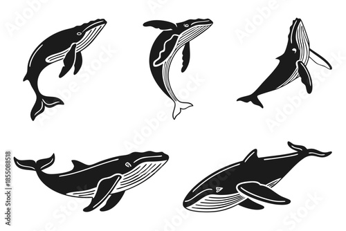 Placeholder image display