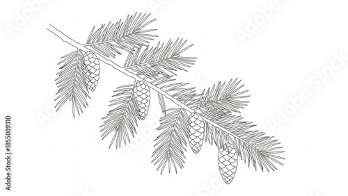 Detailed illustration of pine branch with needles and cones on white background, showcasing natural botanical elements