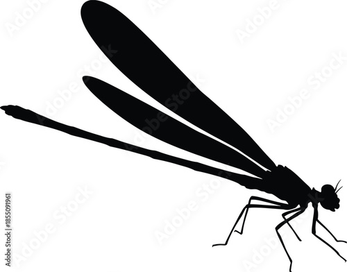 Damselfly Silhouette Vector Illustration on White Background