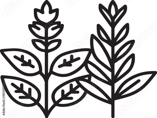 Beautiful botanical herbs illustration in simple elegant design