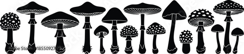 Black and white mushroom in various shapes and sizes fungi nature