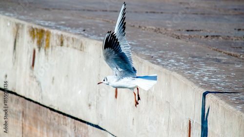 seagull in flight