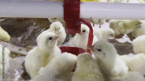 A lively scene of fluffy chicks drinking water on a farm.