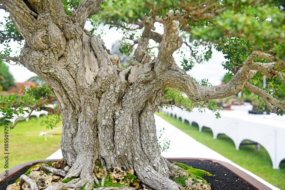 Fototapeta premium Bonsai tree in details and close up