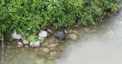 Fulica atra | An Eurasian coot standing discreetly at the edge of a river surrounded by dense vegetation
