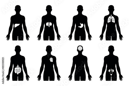 Illustration of human body silhouettes showcasing various internal organs from different viewpoints