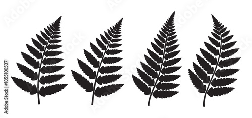 Four elegant fern leaves arranged horizontally in a row, showcasing their intricate frond patterns and natural beauty as a botanical illustration.
