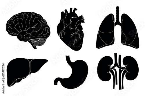 Human Organs Silhouettes Illustrating Internal Body Anatomy in a Medical Context