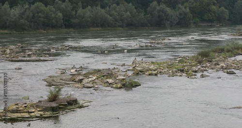 A colony of great cormorants resting on rocks overlooking the fish-rich waters of the Rhine between Germany and Switzerland
