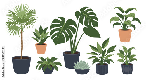 Assortment of various indoor potted plants like palms and monsteras are shown together to highlight home decoration and urban jungle trends.