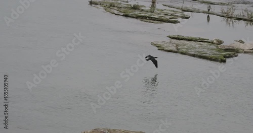 A great cormorant (Phalacrocorax carbo) flying for a long time, circling above the waters of the Rhine between Germany and Switzerland
