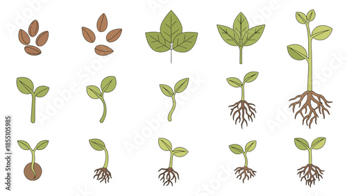 Growth Stages: Illustrated progression of plant growth, from seeds to full leaf and roots