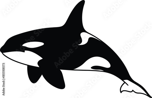 Black and white orca silhouette isolated on transparent background, Vector, illustration