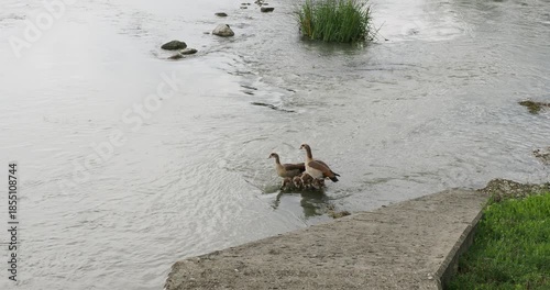 (Alopochen aegyptiaca) Adult Egyptian geese gathering, surrounding and protecting their many goslings on the banks of the calm waters of the Rhine in southern Germany