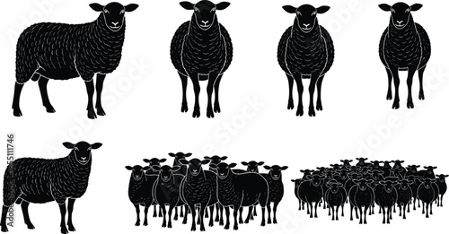Black sheep silhouette set, group and single poses, farm animal icons, quantity concept, vector illustration, isolated livestock design, educational use