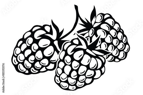 Three blackberries cluster on stem, showing distinct sections in bold black and white pattern