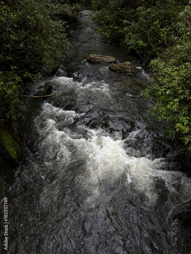 Creek with strong flow surrounded by trees.
