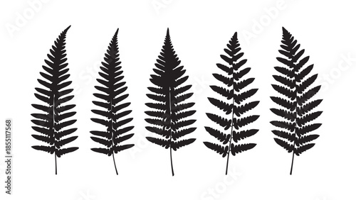 Black Fern Leaf Silhouettes or Isolated Fern Fronds.