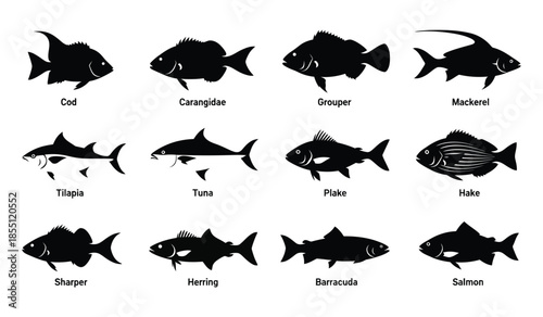 Set of black fish silhouettes with names isolated on white background various species of marine animals