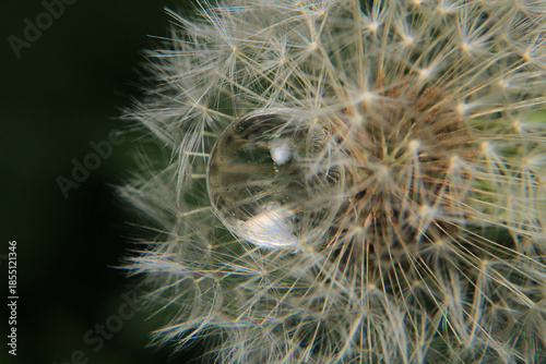 Macro photograph of a white water ball among the grass.