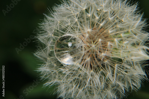 Macro photograph of a white water ball among the grass.