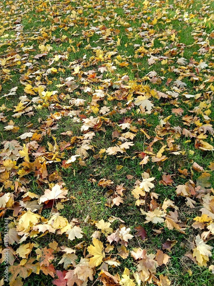 Obraz premium Detailed image of scattered yellow maple leaves on lush green grass