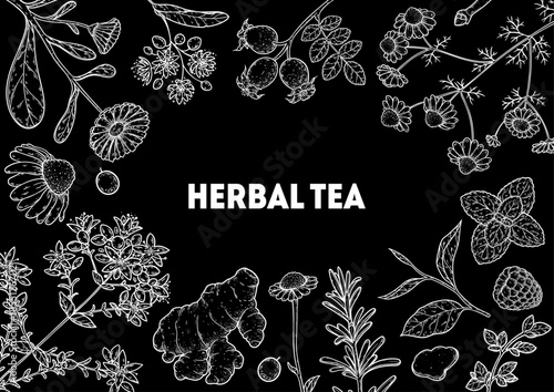 Herbal Tea vector drawing illustration. Herbal tea ingredients. Healthy food and drink . Vector drawing sketch collection. Engraved style.