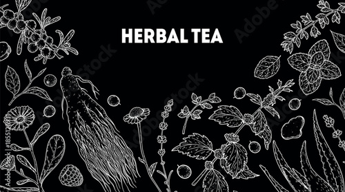 Herbal Tea vector drawing illustration. Herbal tea ingredients. Healthy food and drink . Vector drawing sketch collection. Engraved style.