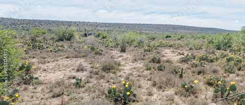 field with prickly pears blossoming, near Bracefield, Karoo, South Africa