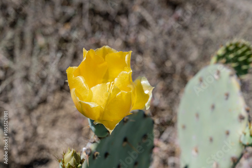 prickly pear blossoming flower, near Bracefield, Karoo, South Africa
