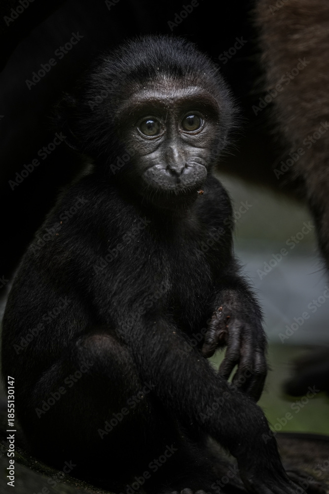 Fototapeta premium Baby macaca nigra 