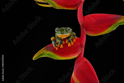 frog on a black background