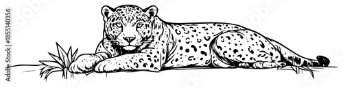 Leopard Lying Down - Vector Wild Big Cat Illustration