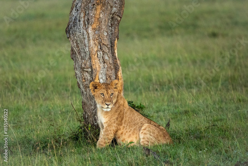 Lion cub besides trunk of tree looks sideways in Masai Mara conservancy, kenya.