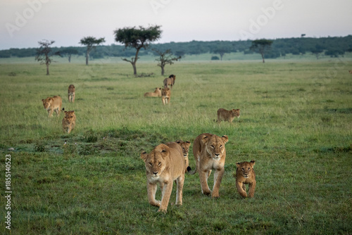 Family of lions moving through the savannah in masai conservancy kenya.