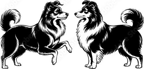 Two black and white border collies facing each other one standing on hind legs silhouette illustration