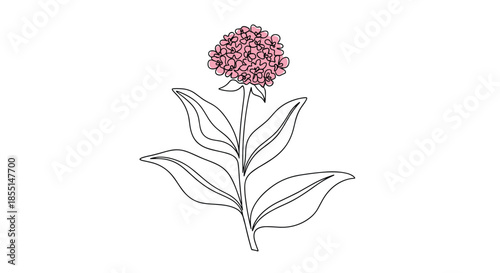 Delicate line drawing of a tall flowering plant with a cluster of many small pink blossoms and long green leaves on a white background.