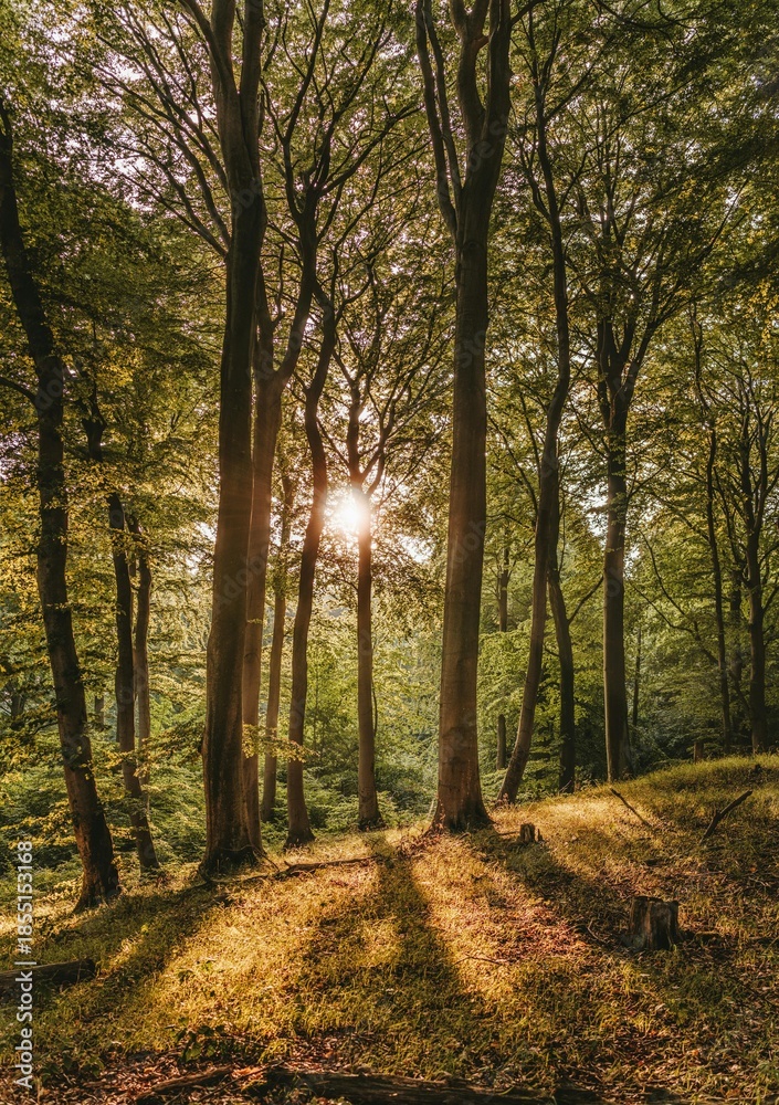 Obraz premium path in the woods