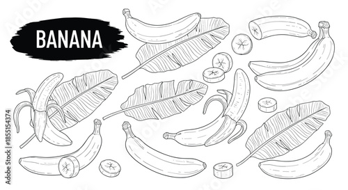 Detailed black and white banana sketch collection featuring whole fruit slices and leaves for botanical design.