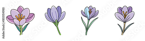 Drawing of crocus flowers illustration, purple spring flowers, floral botanical art design
