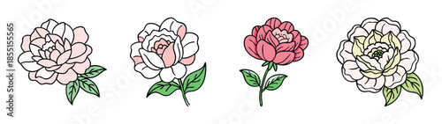Beautiful floral peony flower vector art illustration drawing design elements for print and web use