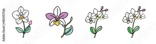 Beautiful orchid flowers illustration for botanical art and floral design projects and decoration