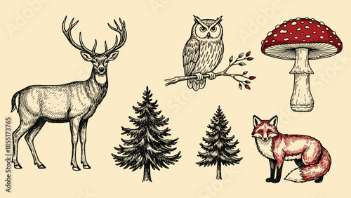 Hand-drawn collection of forest animals and plants including a deer, fox, owl, amanita mushroom, and pine trees in a vintage sketch style.